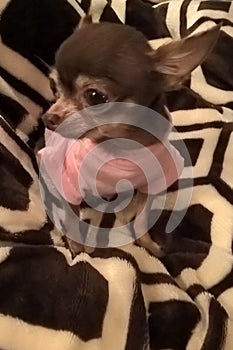 Chihuahua In Pink photo