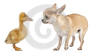 Chihuahua playing with a domestic duckling