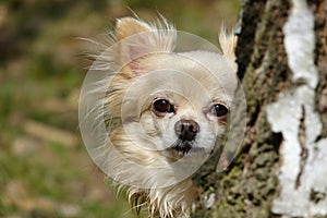 Chihuahua, portrait in nature