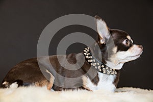 Chihuahua pose in studio.