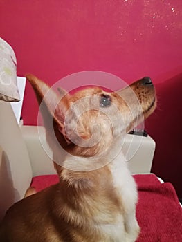 Chihuahua posing on the sofa