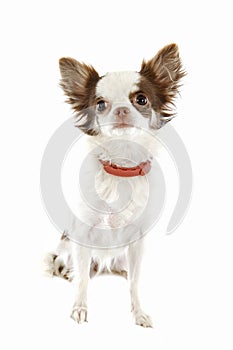 Chihuahua with preventive collar