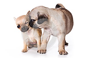 Chihuahua and pug puppies photo