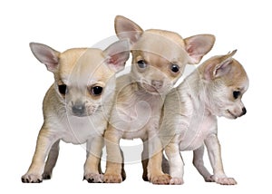 Chihuahua puppies, 8 weeks old