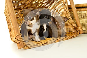 Chihuahua puppies for background baskets