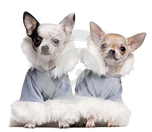 Chihuahua puppies dressed in blue winter outfits