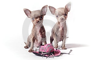 Chihuahua puppies with toy hat