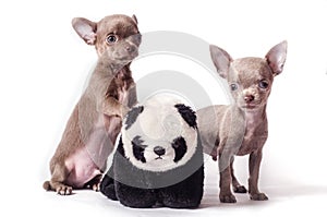 Chihuahua puppies with toy panda