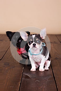 Chihuahua puppies are wearing dog-collar