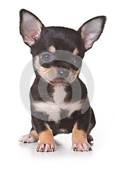 Chihuahua puppy