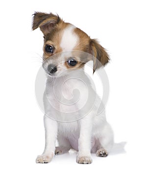 Chihuahua puppy (3 months)