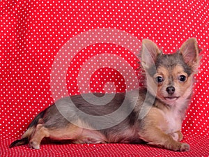 Chihuahua puppy against red polka-dot background