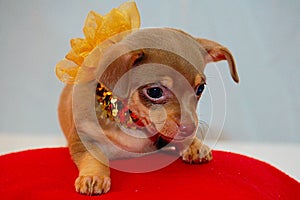 Chihuahua Puppy all dazzled up