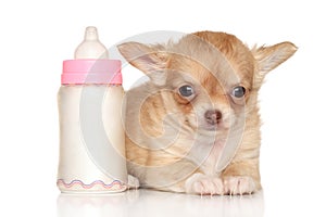 Chihuahua puppy and baby bottle