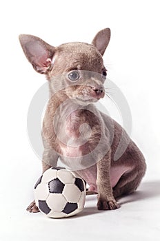 Chihuahua puppy with ball