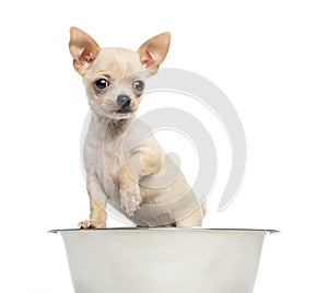 Chihuahua puppy in a big dog bowl
