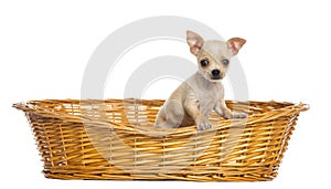 Chihuahua puppy in big wicker basket
