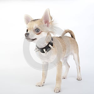 Chihuahua puppy with black leather studded collar