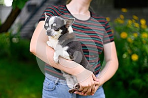 Chihuahua Puppy of Black and White Color Sits in Hands of Hostess Looks Indifferently to Side