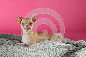 Chihuahua puppy on blanket. Baby animal