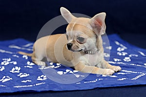 Chihuahua Puppy on Blue Background