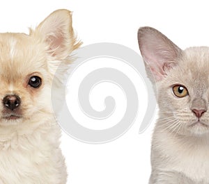 Chihuahua puppy and Burmese kitten in close-up, half-faces