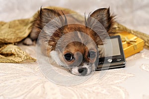 Chihuahua puppy with cell phone