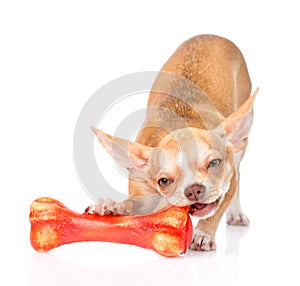Chihuahua puppy chewing on a bone. isolated on white background