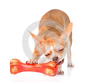 Chihuahua puppy chewing on a bone. isolated on white background