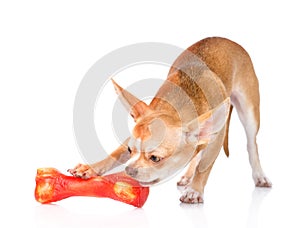 Chihuahua puppy chewing on a bone. isolated on white background