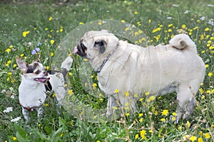 Chihuahua puppy and chinese pug are standing on a green grass in the summer park. Pet animals.
