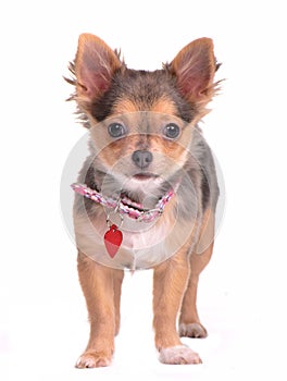 Chihuahua puppy with collar and name tag