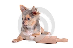 Chihuahua puppy cooking with rolling pin