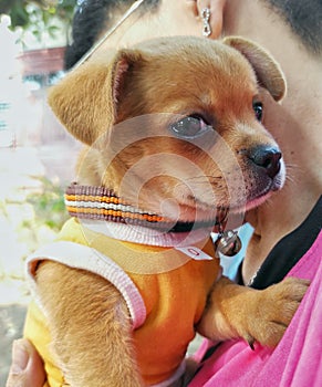 Chihuahua puppy dog with his owner on holiday travel look lovely and cute. Dogs therapy can help depressive disorders patients.