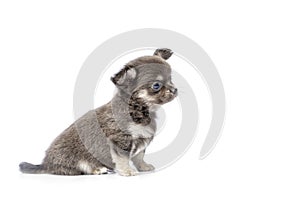 Chihuahua puppy dog isolated on white