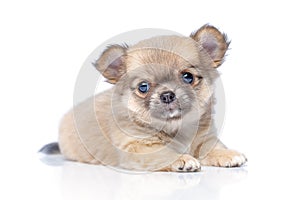 Chihuahua puppy dog isolated on white