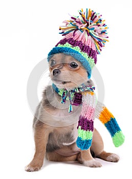 Chihuahua Puppy Dressed For Cold Weather photo