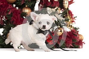 Chihuahua puppy dressed walking in front of a Christmas tree