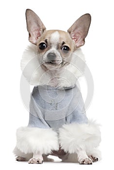 Chihuahua puppy dressed in winter outfit photo