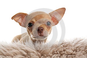 Chihuahua puppy on faux fur. Baby animal