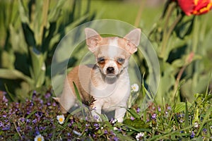 Chihuahua puppy with flowers photo