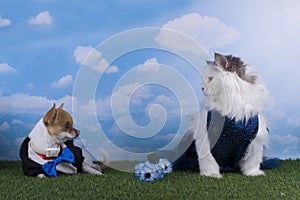 Chihuahua puppy and fluffy cat on the floor