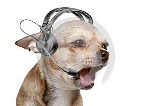 Chihuahua puppy friendly telephone operator