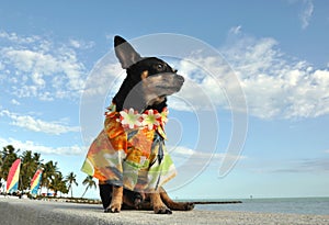 Chihuahua Puppy In Hawaiian Shirt