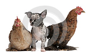 Chihuahua puppy interacting with a hens