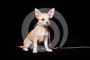 Chihuahua puppy isolated on black background