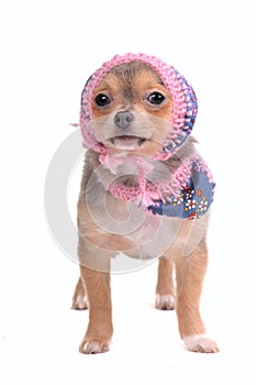 Chihuahua Puppy With Jeans Scarf and Hat