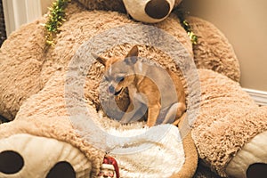 Chihuahua puppy on large stuffed bear