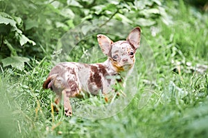 Chihuahua puppy, little dog in garden