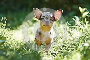 Chihuahua puppy, little dog in garden